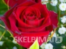 MUZIKINE DOVANA, GELES, GELIU PRISTATYMAS SU MUZIKA, SVEIKINIMAI