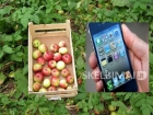 Perkame iPhone telefonus ( domina ir kiti Samsung , Sony Ericsson , Nokia  )