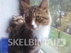 SKUBIAI dovanoju persiškai rusišką mėlynąjį kastruotą katiną