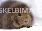 Juros Kiaulytes+Didelis Narvas+Paklotai+Gertuves