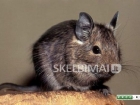 DOVANOJAME Degu žiurkėnus