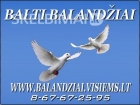 BALTI BALANDŽIAI vestuvėms - geriausia dovana