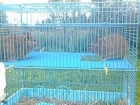 parduodu keiciu porele degu su narvu