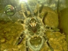 Tarantulas su terariumu