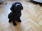 Parduodu labradoro retriveri