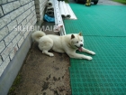 Akita Inu veisles suniukai