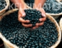 Acai uogų (Purpura Bacca) ekstraktas 500mg. Pakuotėje 120 kapsulių.