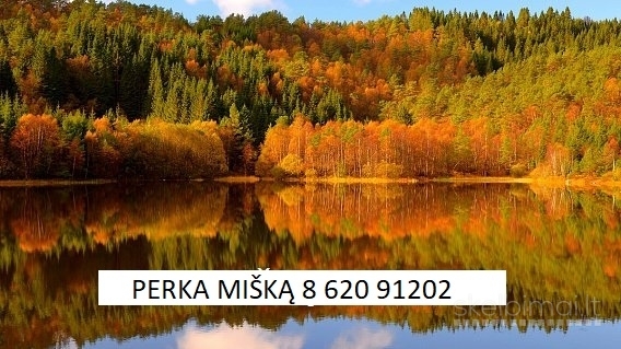 PERKA MIŠKĄ 8-620 91202